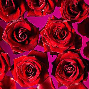 红玫瑰,粉色,表面