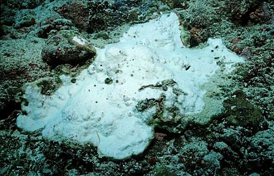 珊瑚,死亡,马尔代夫,印度洋