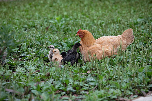 生态养殖母鸡育雏鸡