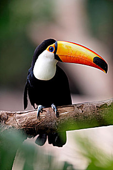 巨嘴鸟,成年,树上,潘塔纳尔,巴西,南美