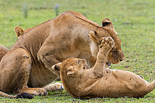 倚靠,幼狮,头部,蹲,雌狮,爪子,恩戈罗恩戈罗,保护区,坦桑尼亚