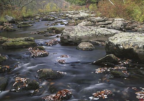 溪流,流动,树林,州立公园,城镇,门罗县,宾夕法尼亚,美国