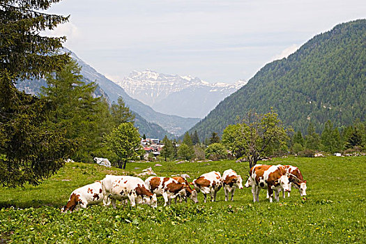 放牧,土地,法国阿尔卑斯山