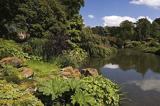水塘,公园,诺福克,英格兰