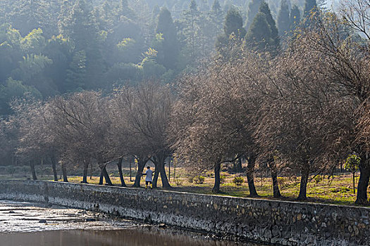 树,蓝天,田野,山,背景,牛,寺庙,村庄,山岗,河,池塘,湖,水,岸