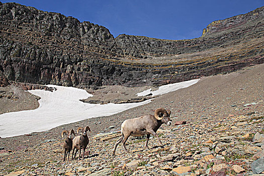 大角羊,斜坡,冰川国家公园,蒙大拿