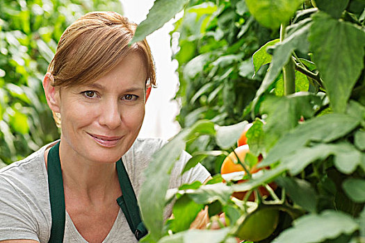 女人,微笑,头像,靠近,番茄植物,温室