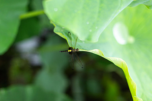 蜻蜓