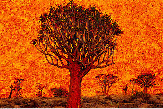 抖树,黎明,里希特斯韦德国家公园,南非