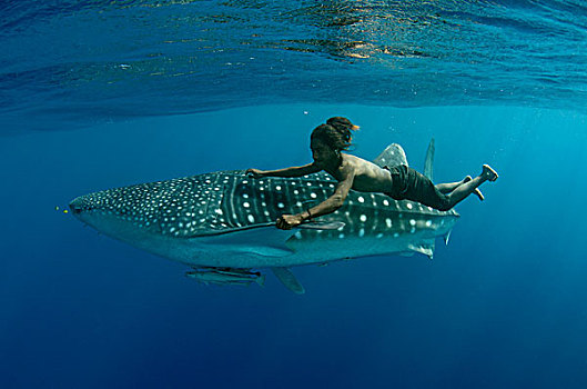 鲸鲨,渔民,湾,西巴布亚,印度尼西亚
