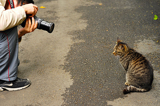 摄影者正在拍摄一只,可爱的猫咪
