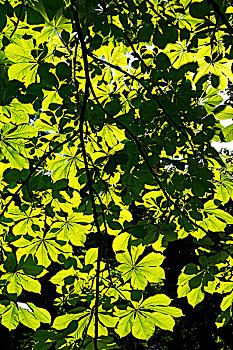 林木,自然的绿色木材阳光的背景