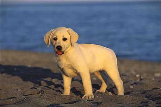 黄色拉布拉多犬,狗,小狗,站立,海滩