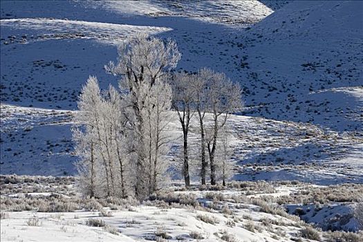 白霜,遮盖,树,黄石国家公园