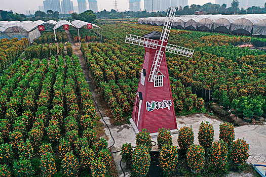 桔子生产基地