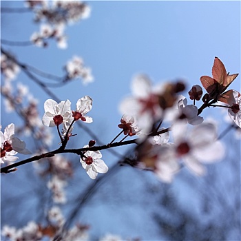 白花,盛开,春天