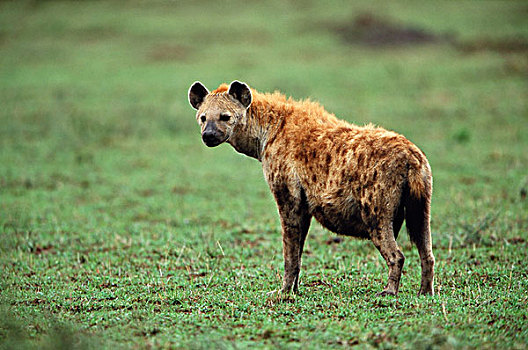 肯尼亚,马赛马拉国家保护区,怀孕,斑鬣狗,看别处,大幅,尺寸