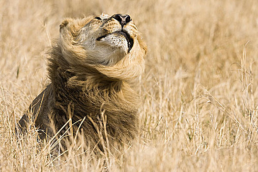 奥卡万戈三角洲,博茨瓦纳,特写,雄性,狮子,抖动,鬃毛