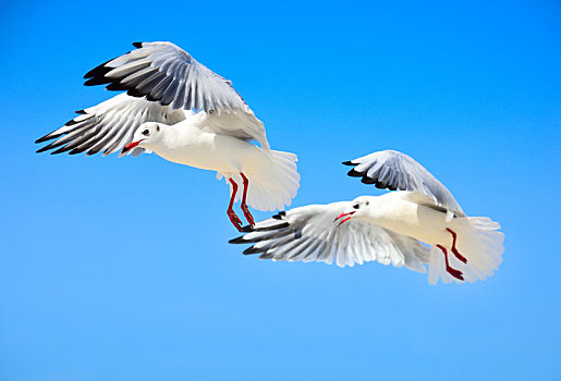 两个,白色,海鸥,飞行,高,空中