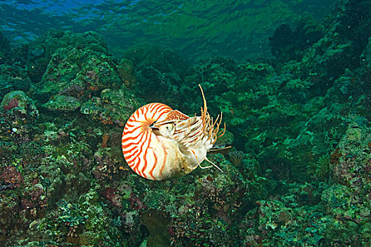 鹦鹉螺,游泳,靠近,帕劳,密克罗尼西亚,洛克群岛,世界遗产,西部,太平洋
