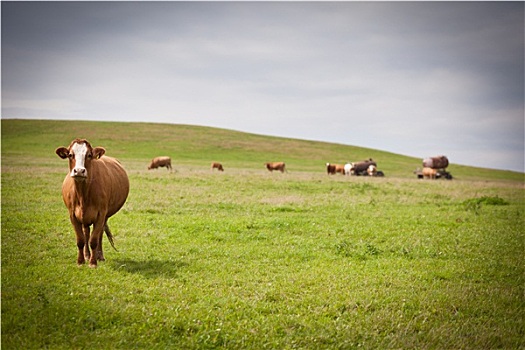 母牛,放牧,可爱,绿色,草场