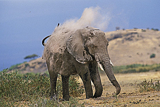 非洲象,成年,灰尘,沐浴,马赛马拉,公园,肯尼亚