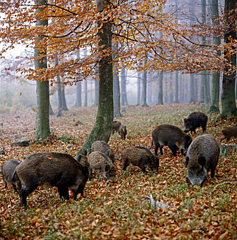 牧群,野猪,母猪,小野猪,寻找,食物,秋天,山毛榉,树林