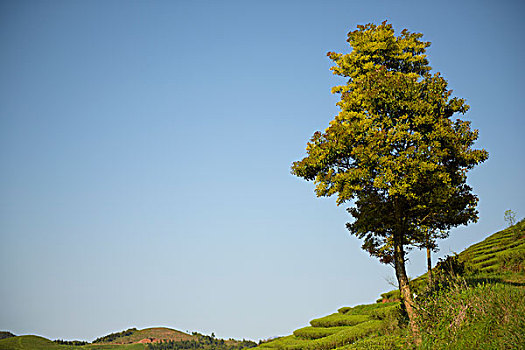 福建福鼎梯田茶园