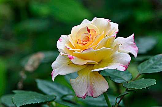 黄玫瑰,花园
