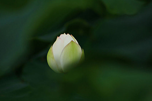 夏天含苞待放的白色荷花