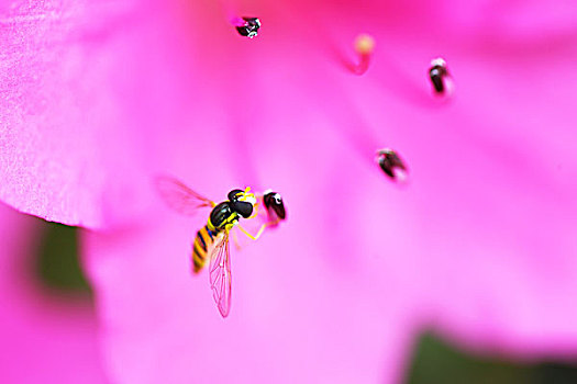 花芯,杜鹃花,蜜蜂采蜜