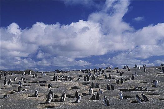 企鹅,风景