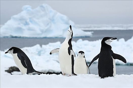 帽带企鹅,南极企鹅,群,半月,岛屿,南极