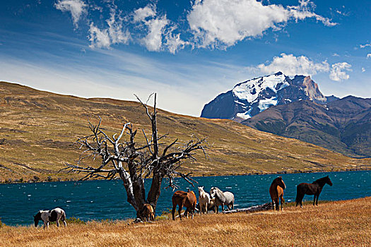 智利,麦哲伦省,区域,托雷德裴恩国家公园,泻湖,风景,马