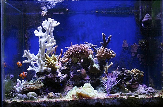 热带,礁石,珊瑚