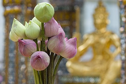 莲花,神祠,曼谷,泰国