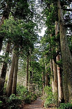 排,柳杉,树,东海道,箱根
