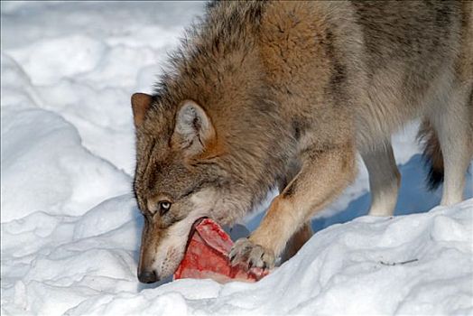 灰狼,大灰狼,狼,进食,巴伐利亚森林国家公园,巴伐利亚,德国,欧洲