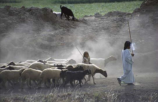 牧羊人,绵羊,尼罗河流域,埃及