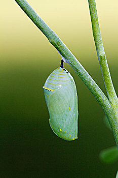 黑脉金斑蝶,帝王蝴蝶,蛹
