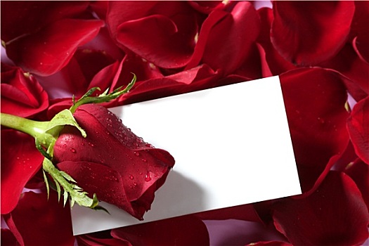 红玫瑰,微距,特写,留白,留言