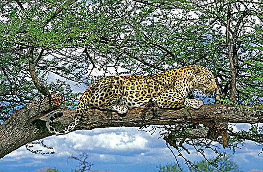 豹,枝头,马赛马拉,公园,肯尼亚