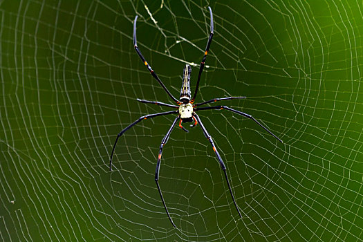 巨大,金色,球体,上郎蜘蛛,泰国