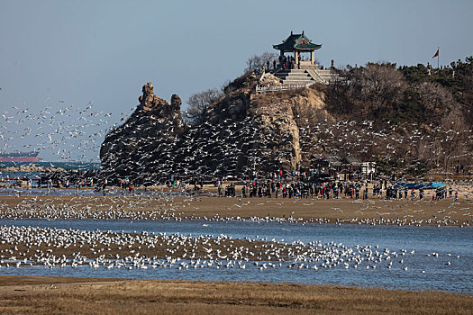 海鸥,候鸟,集中,大量,密集,成群结队,庞大,迁徙,北戴河,湿地,栖息,密密麻麻,保护,沙滩,海滩,背景,轮廓,线条