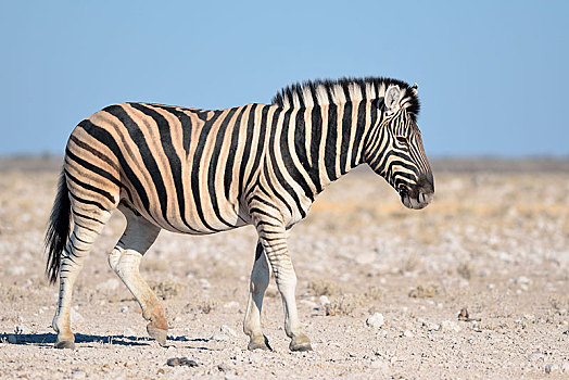白氏斑马,马,斑马,走,石头,地面,埃托沙国家公园,纳米比亚,非洲