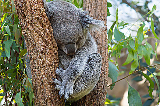 头像,树袋熊,睡觉,树,澳大利亚