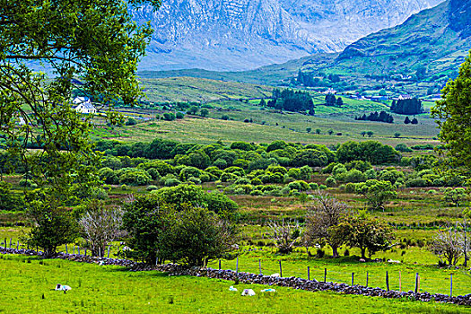 风景,农田,山谷,戈尔韦郡,爱尔兰