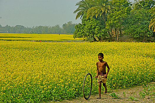 男孩,玩,芥末,地点,孟加拉,十二月,2007年
