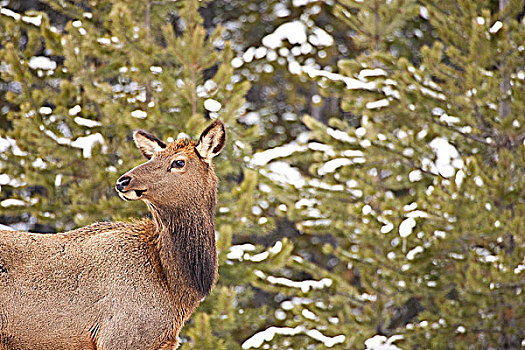 麋鹿,北美马鹿,鹿属,靠近,班芙,艾伯塔省,加拿大