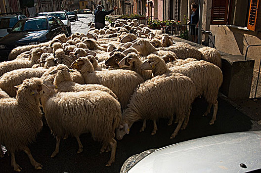 羊群,道路,西西里,意大利